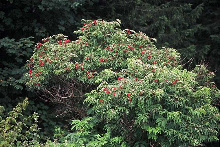 Sambucus racemosa